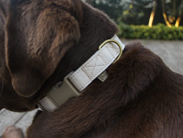 Organic Cotton Canvas Dog Collar on Sale