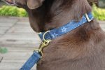 Star Printed Denim Dog Collar Fashion