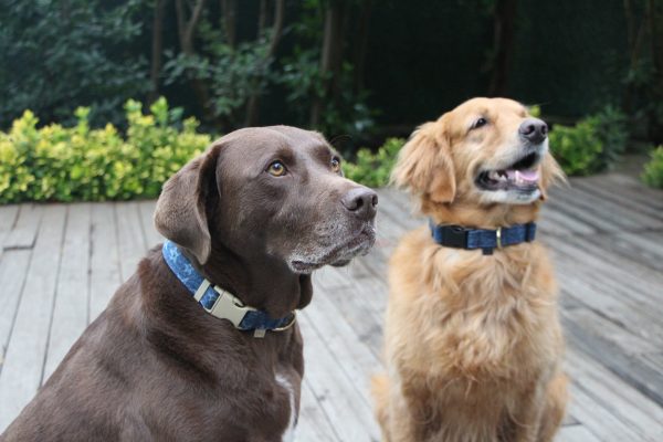 Star Printed Denim Dog Collar Fashion